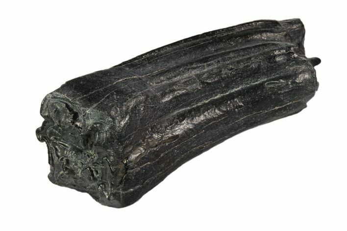 Pleistocene Aged Fossil Horse Tooth - Florida #104214